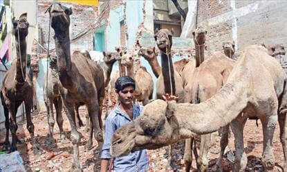 வெட்டக்கூடாது... தடையை கண்டித்து தமுமுக ஆர்ப்பாட்டம்